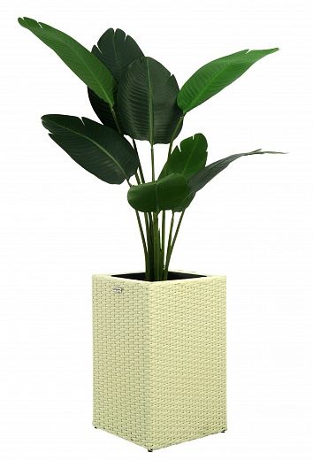 Banana Gammart 110 cachepot Dekollete Rattan Cube 50