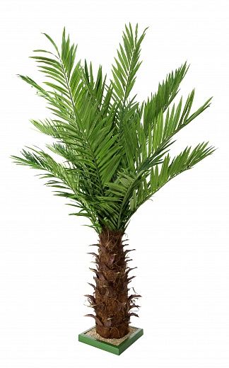 Date Palm Dover