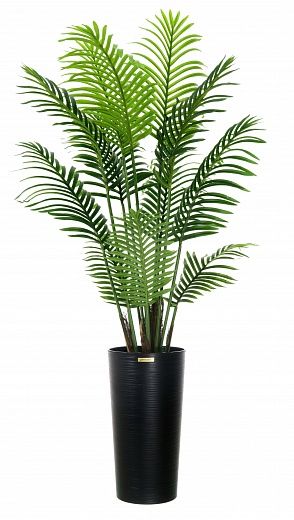 Date palm Madia cachepot Dekollete Serso 46