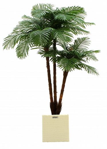 Date palm Tuli XL cachepot Dekollete Rattan Cube 39