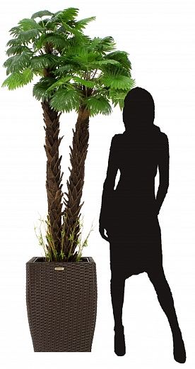 Palm Washingtonia malida cachepot Dekollete Rattan Cone 50