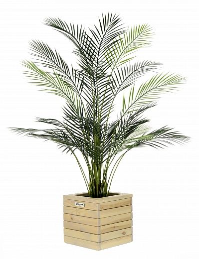 Date palm Kariba 150 cachepot Dekollete Roca Cube 30