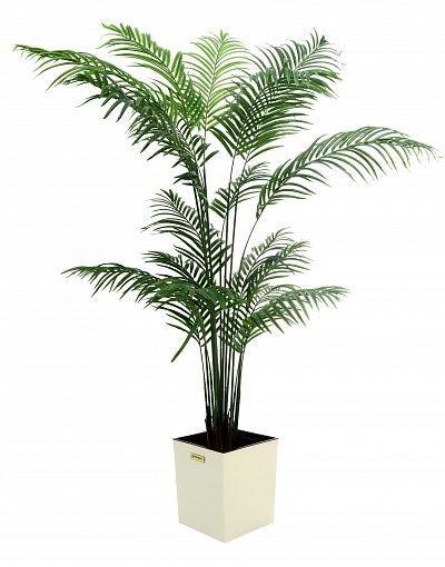 Date Palm Monastir 240 cachepot Dekollete Clasico 30