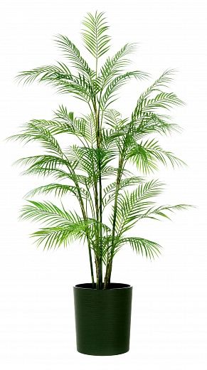 Elbay date palm 160 cachepot Dekollete Clasico 30 Eco