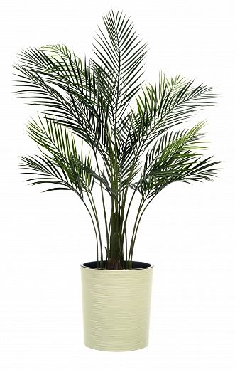 Date Palm Kariba Cachepot Dekollete Clasico 30 Eco