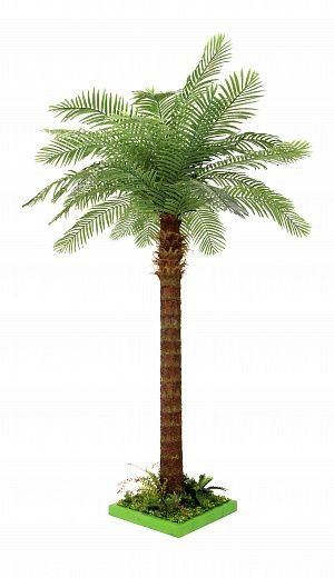 Date palm Gial