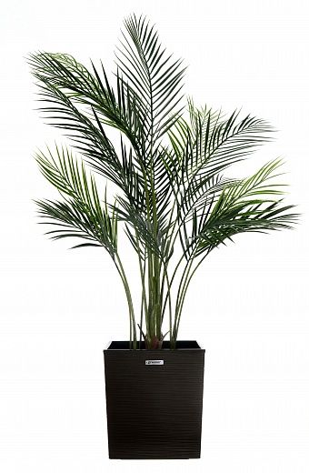 Date palm Kariba cachepot Dekollete Clasico 30