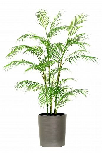 Elbay date palm cachepot Dekollete Clasico 30 Eco