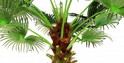 Washingtonia Jelong