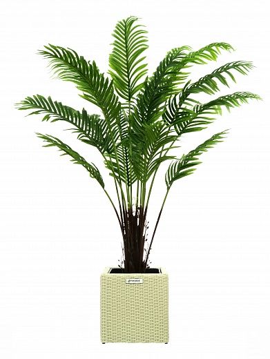 Date palm Bizerte cachepot Dekollete Rattan Cube 32 available to order 1 piece