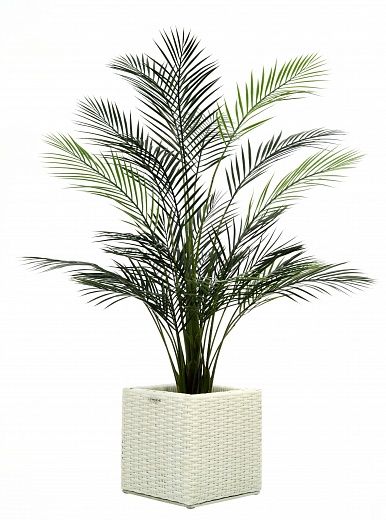 Date palm Kariba 150 cachepot Dekollete Rattan Cube 32