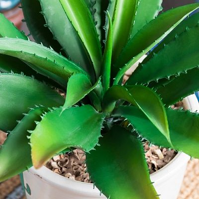 Agave Ford Cachepot Dekollete Cactus Club