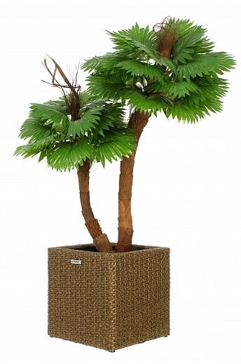 Palm Washingtonia avassa cachepot Dekollete Rattan Cube 32